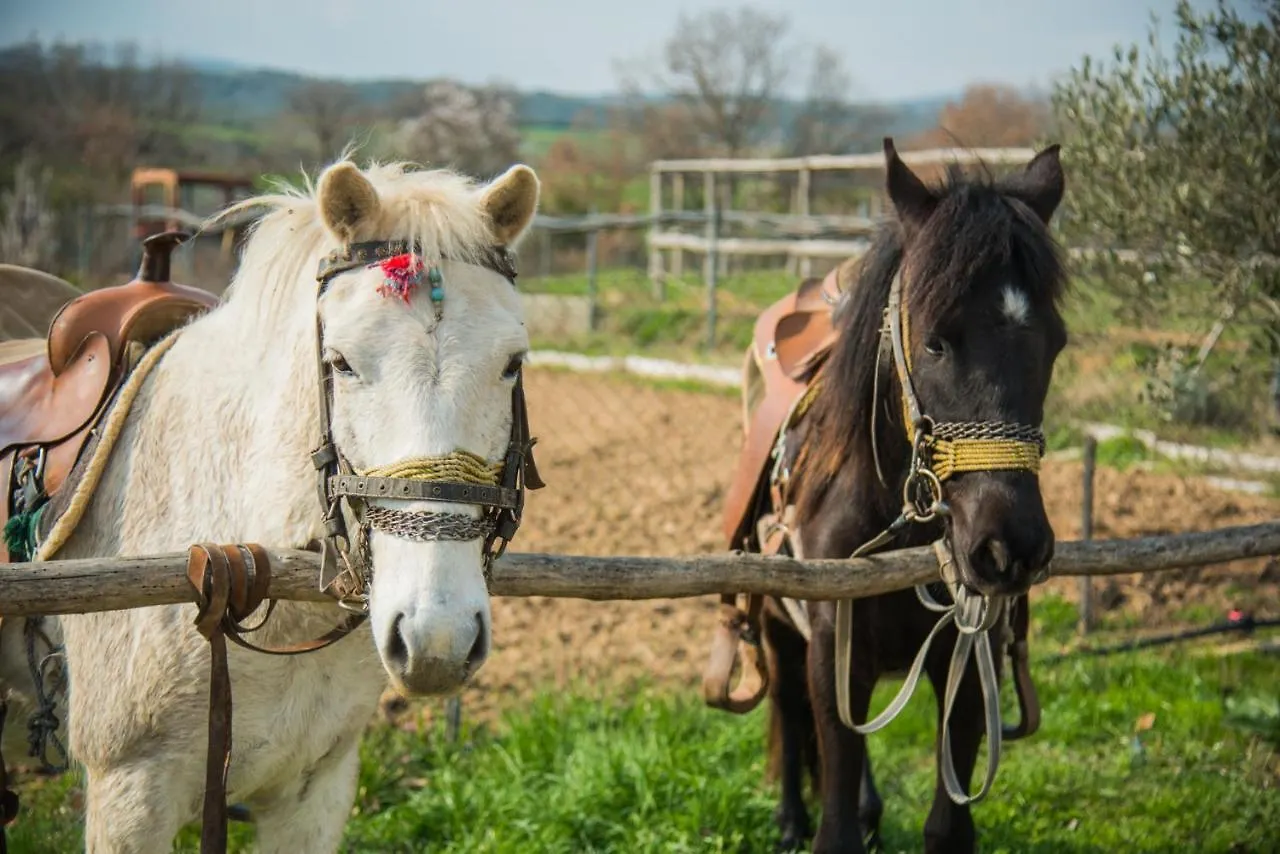 Platanorema Agios Ioannis Prodromos Pensiune agroturistice